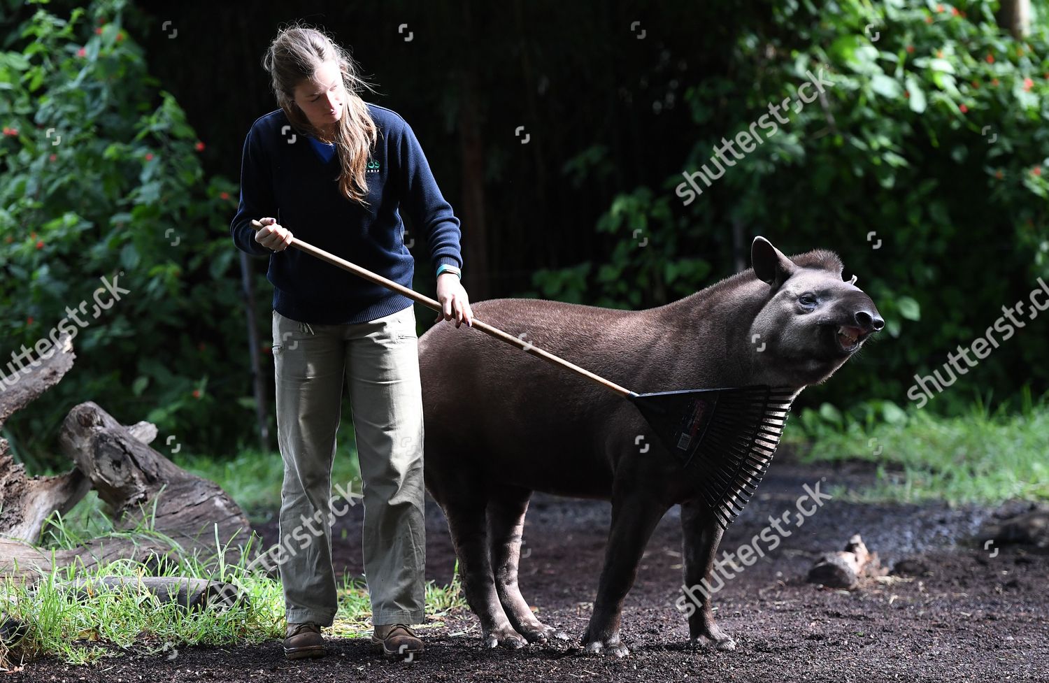 Zoo Keeper Jess Stockton Scratches Brazilian Editorial Stock Photo ...