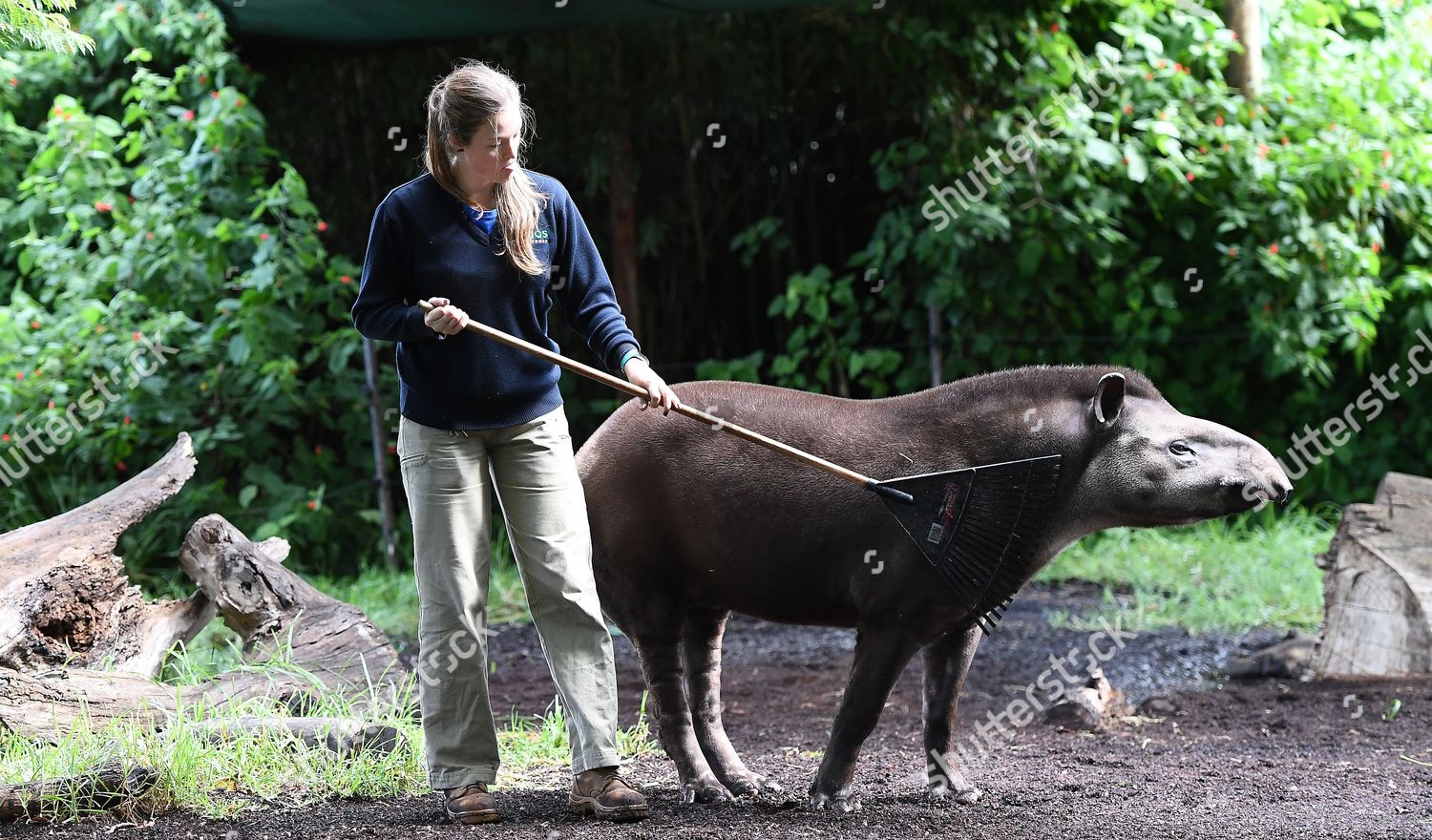 Zoo Keeper Jess Stockton Scratches Brazilian Editorial Stock Photo ...