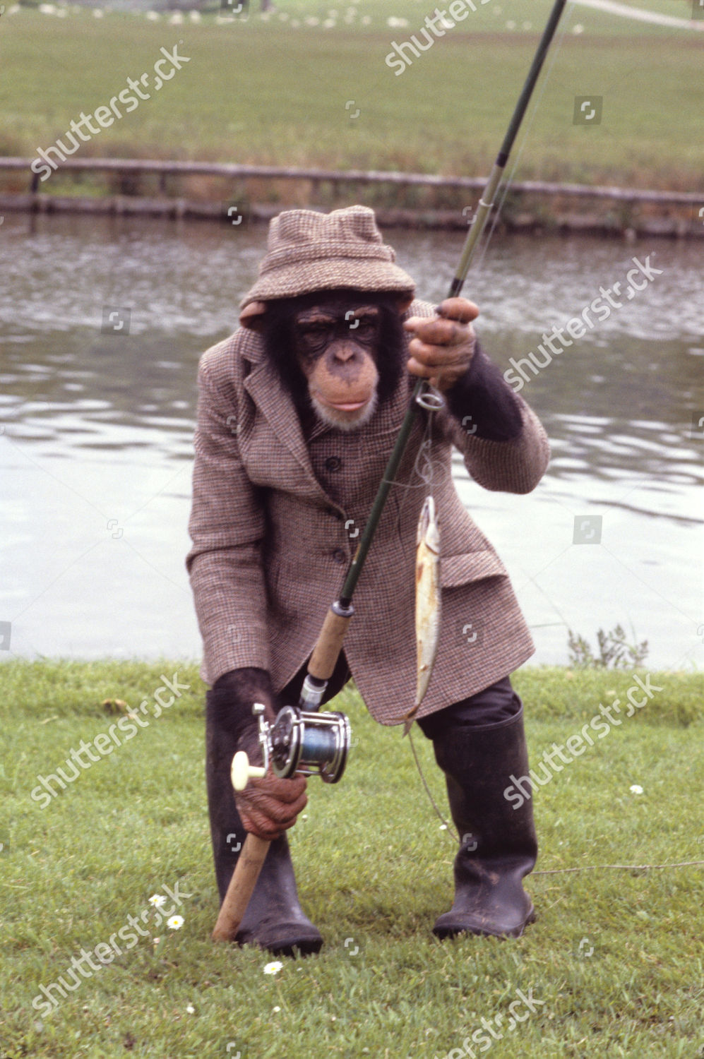 Chimpanzee Holding Fishing Rod Wearing Tweed Redakční stock fotografie –  stock snímek
