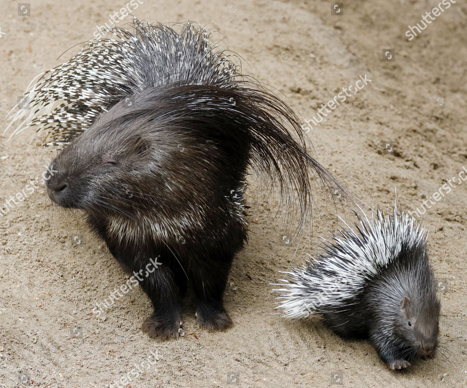 Adult Porcupine Young Porcupine Seen On Editorial Stock Photo - Stock ...