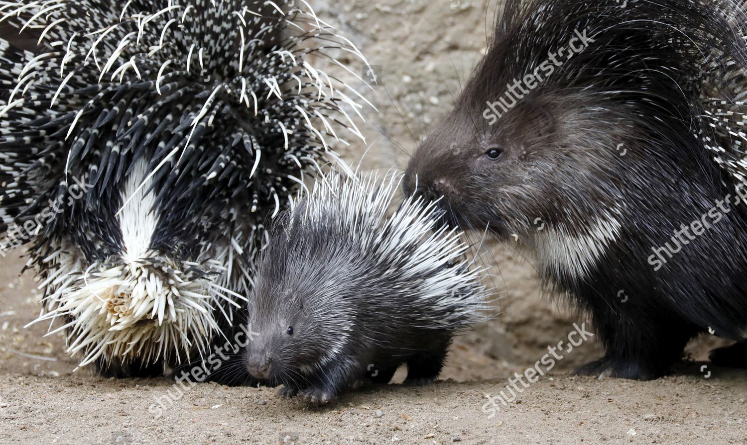 Adult Porcupine Young Porcupine Seen On Editorial Stock Photo - Stock 