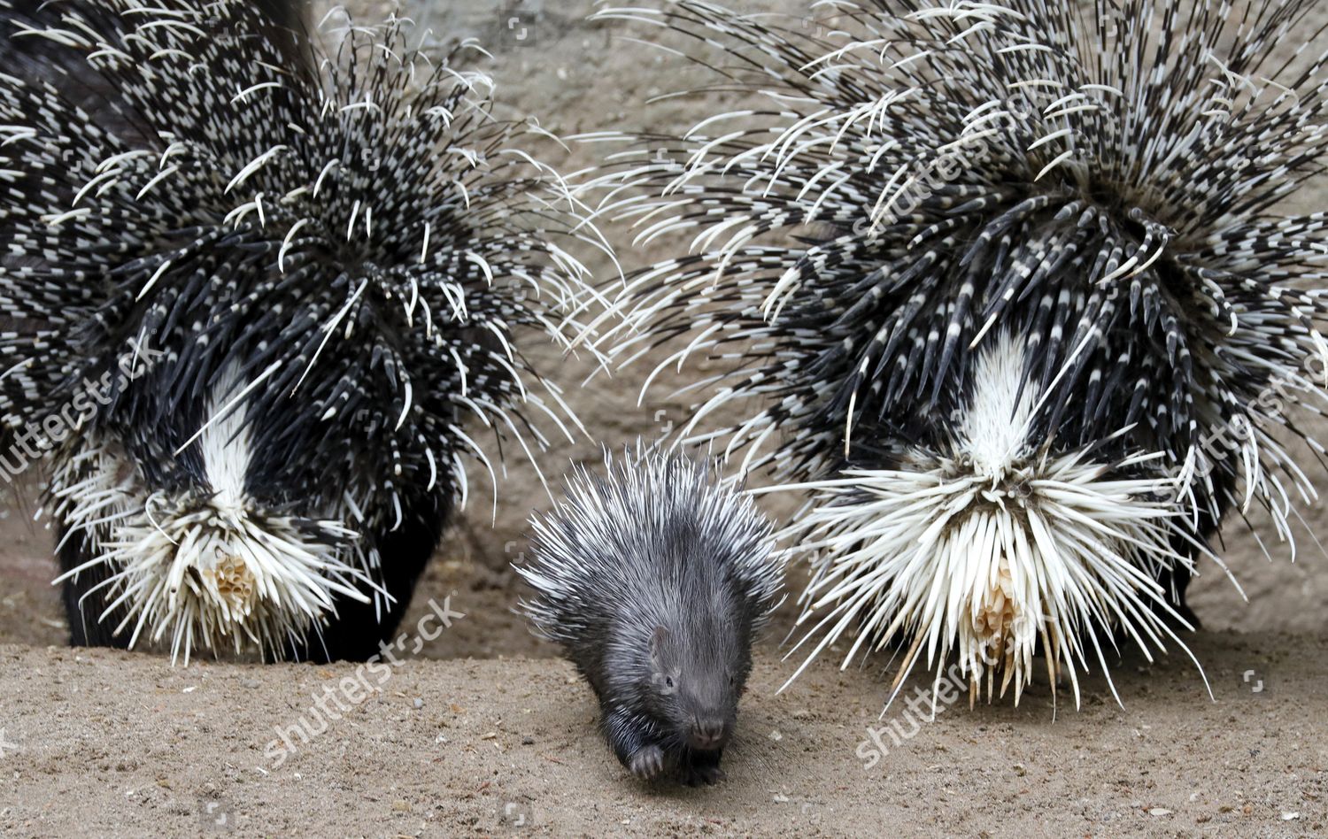 Adult Porcupine Young Porcupine Seen On Editorial Stock Photo - Stock ...