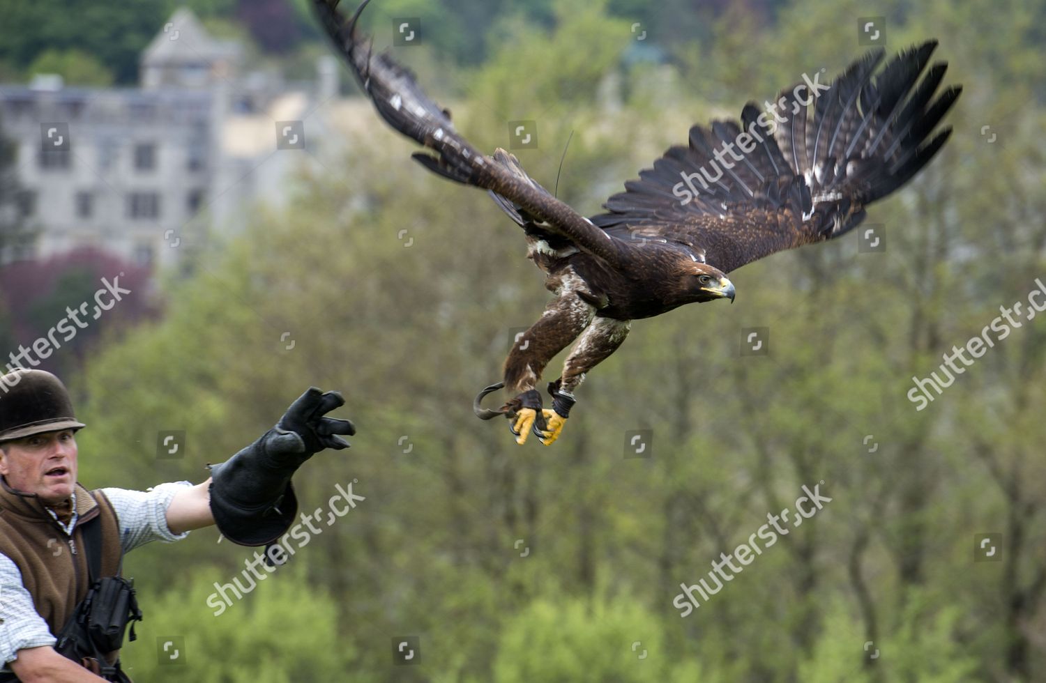 Martin Whitley Golden Eagle Artemis Editorial Stock Photo