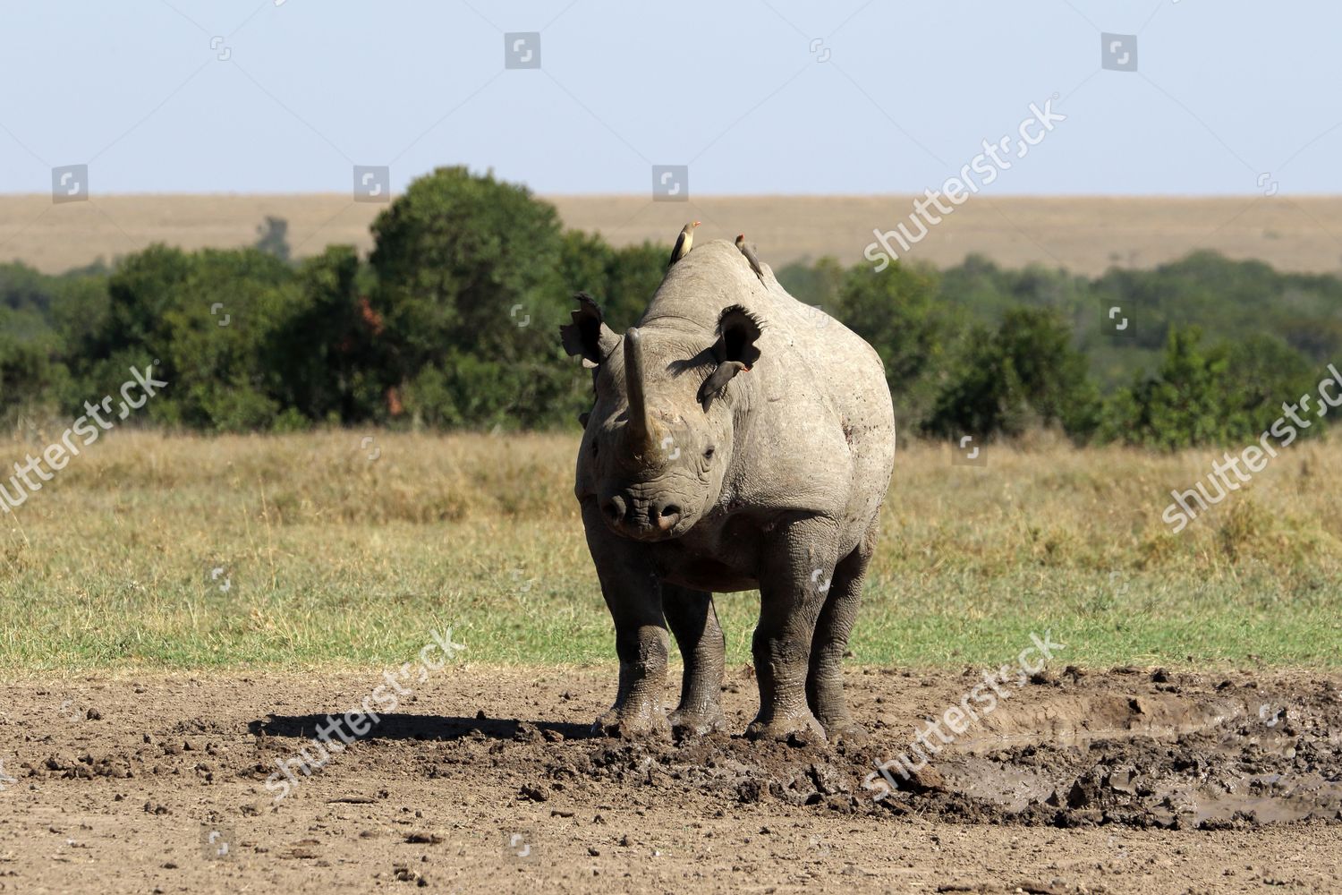 Black Rhino Ol Pejeta Conservancy Kenya Editorial Stock Photo - Stock ...