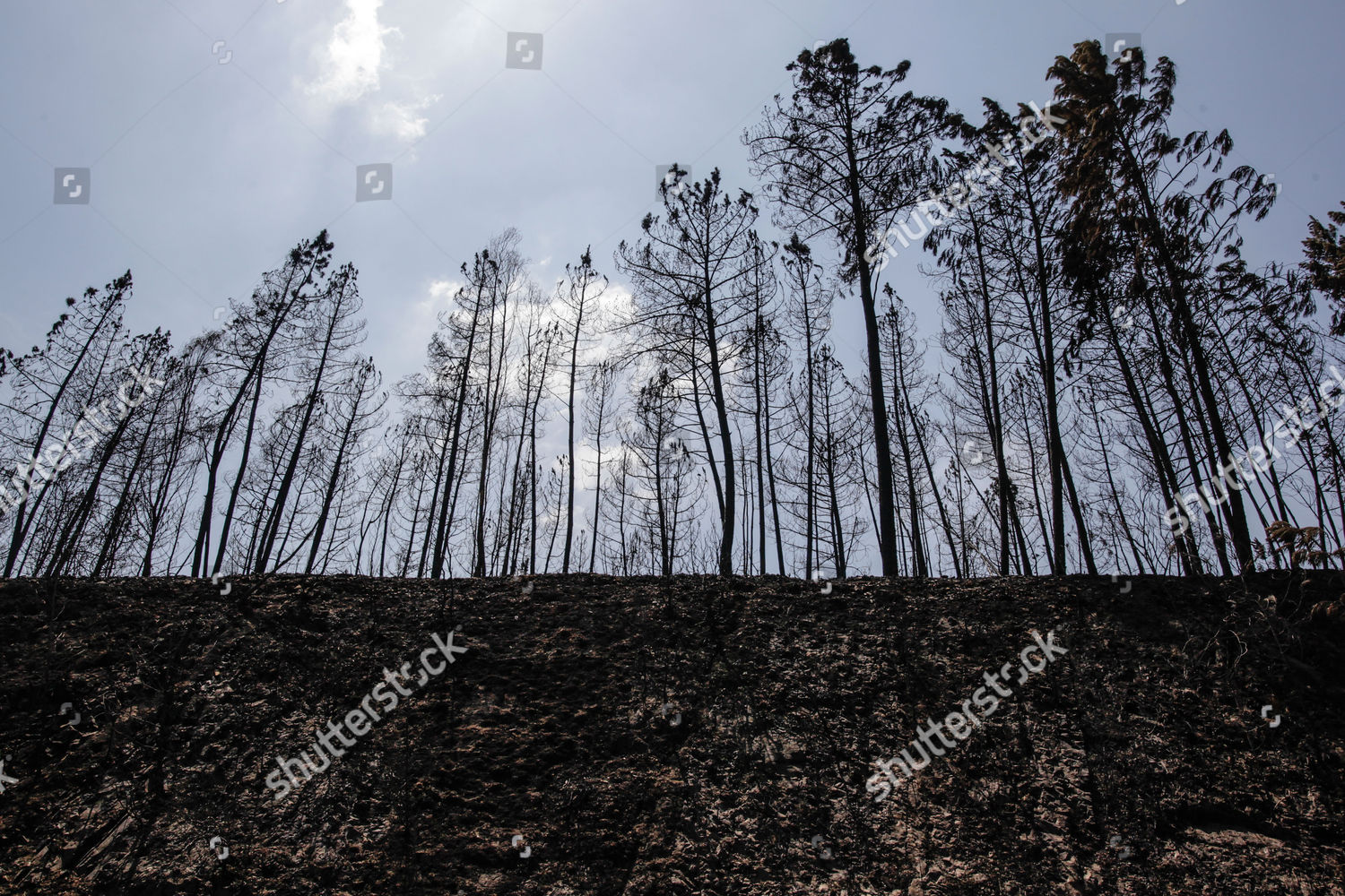 Burned Trees Aftermath Forest Fire Near Editorial Stock Photo - Stock ...