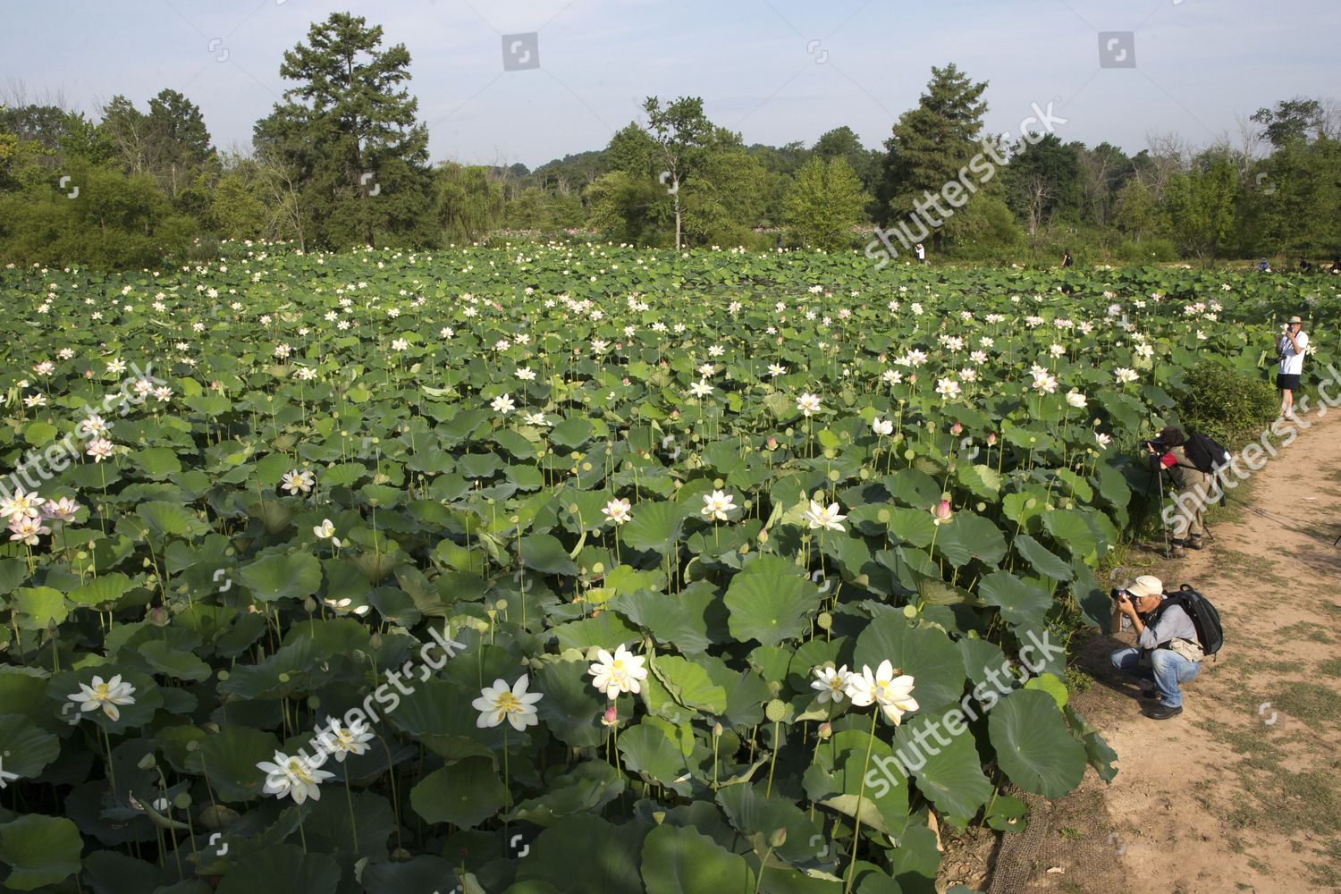 People Take Pictures Lotus Flowers They Reach Editorial Stock