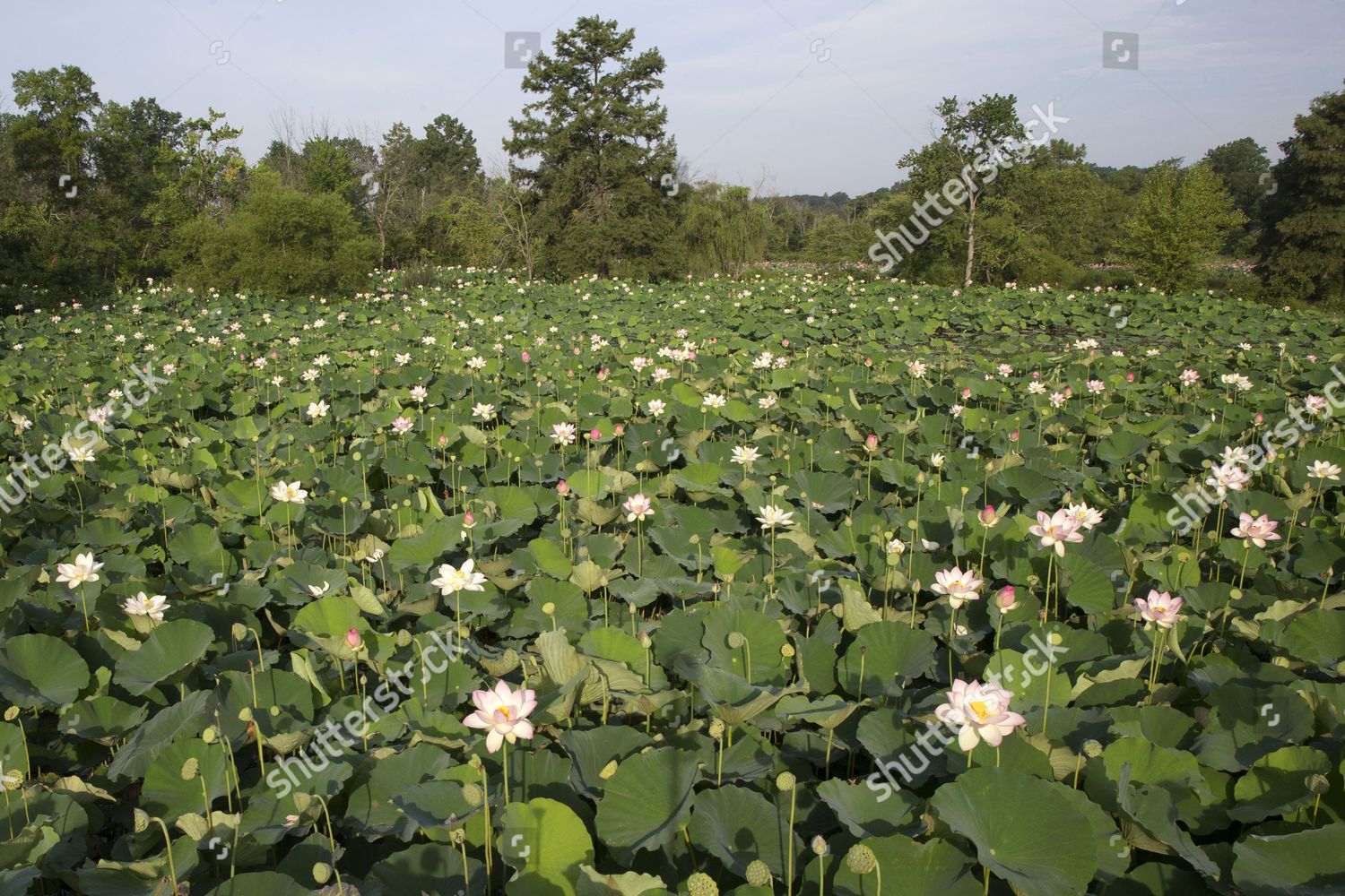 Lotus Flowers Reaching Peak Bloom Kenilworth Park Editorial Stock