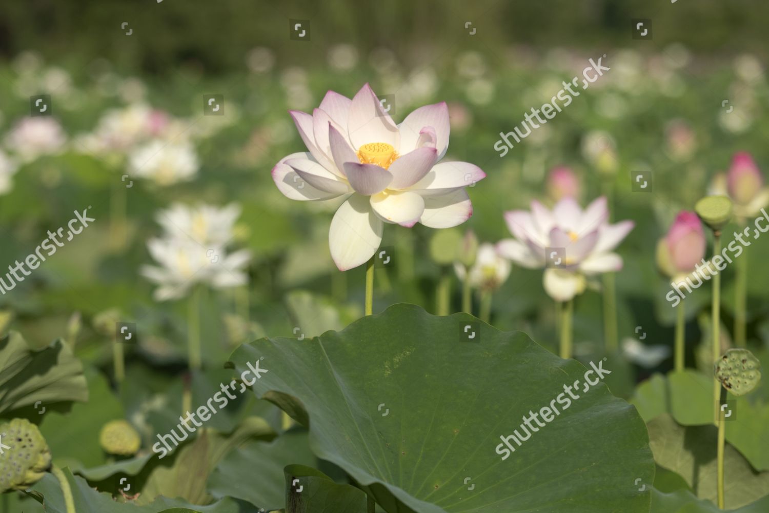 Lotus Flowers Reaching Peak Bloom Kenilworth Park Editorial Stock