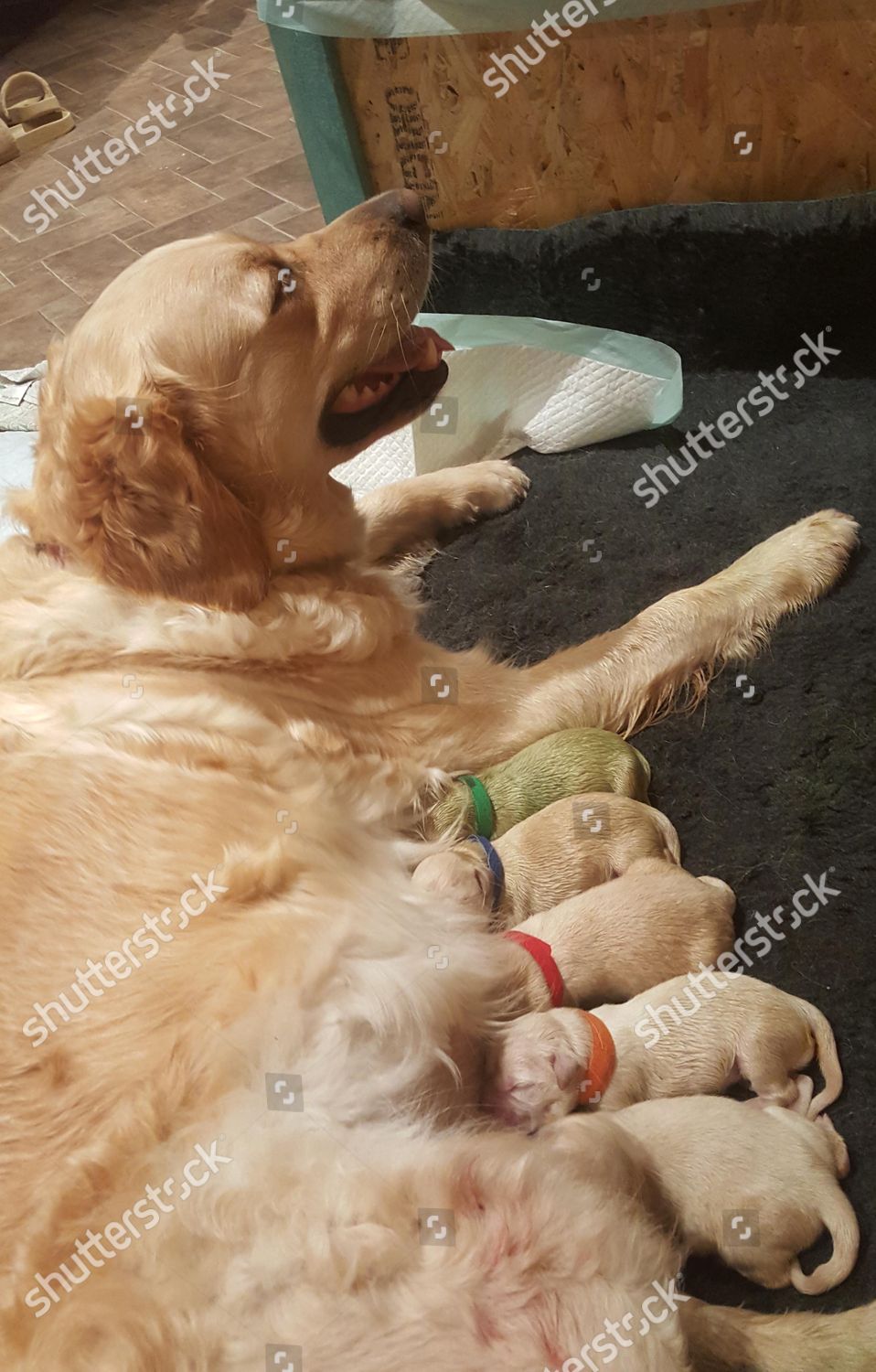 Rio Golden Retriever Her Green Puppy Named Editorial Stock Photo Stock Image Shutterstock