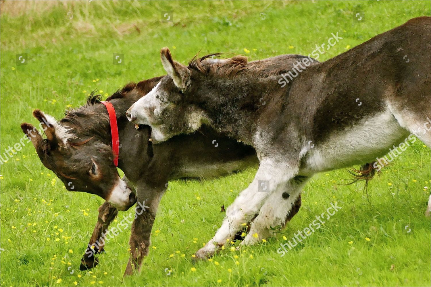 Donkeys Fight Pastures Sidmouth Donkey Sanctuary Editorial Stock Photo   Shutterstock 8988449g 