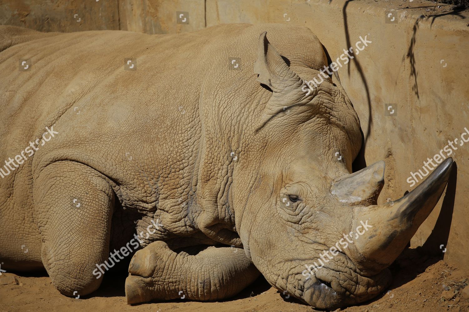 White Rhino Has Nap Warm Sun Editorial Stock Photo - Stock Image ...