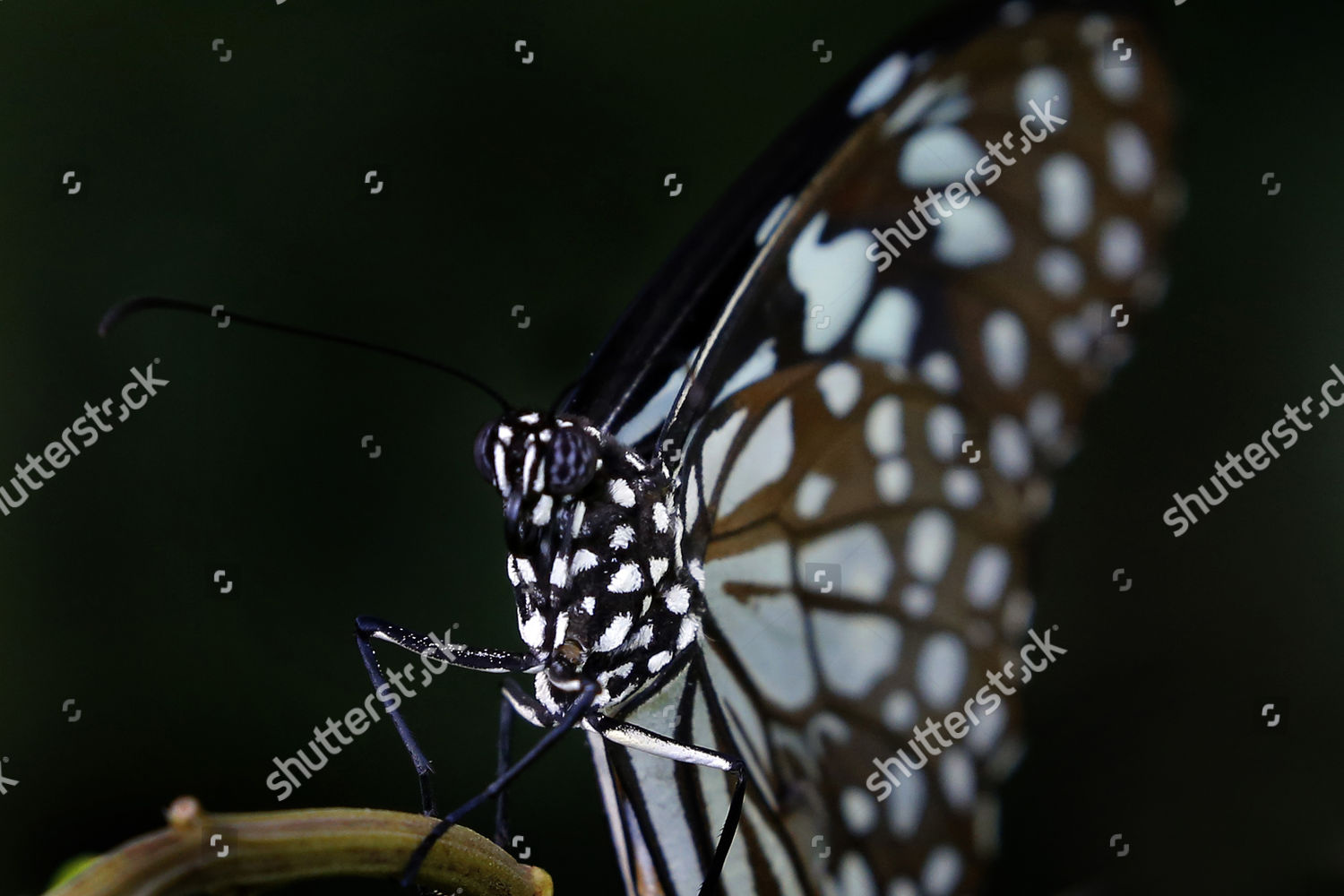 Blue Tiger Butterfly Tirumala Limniace Sri Lankas Editorial Stock