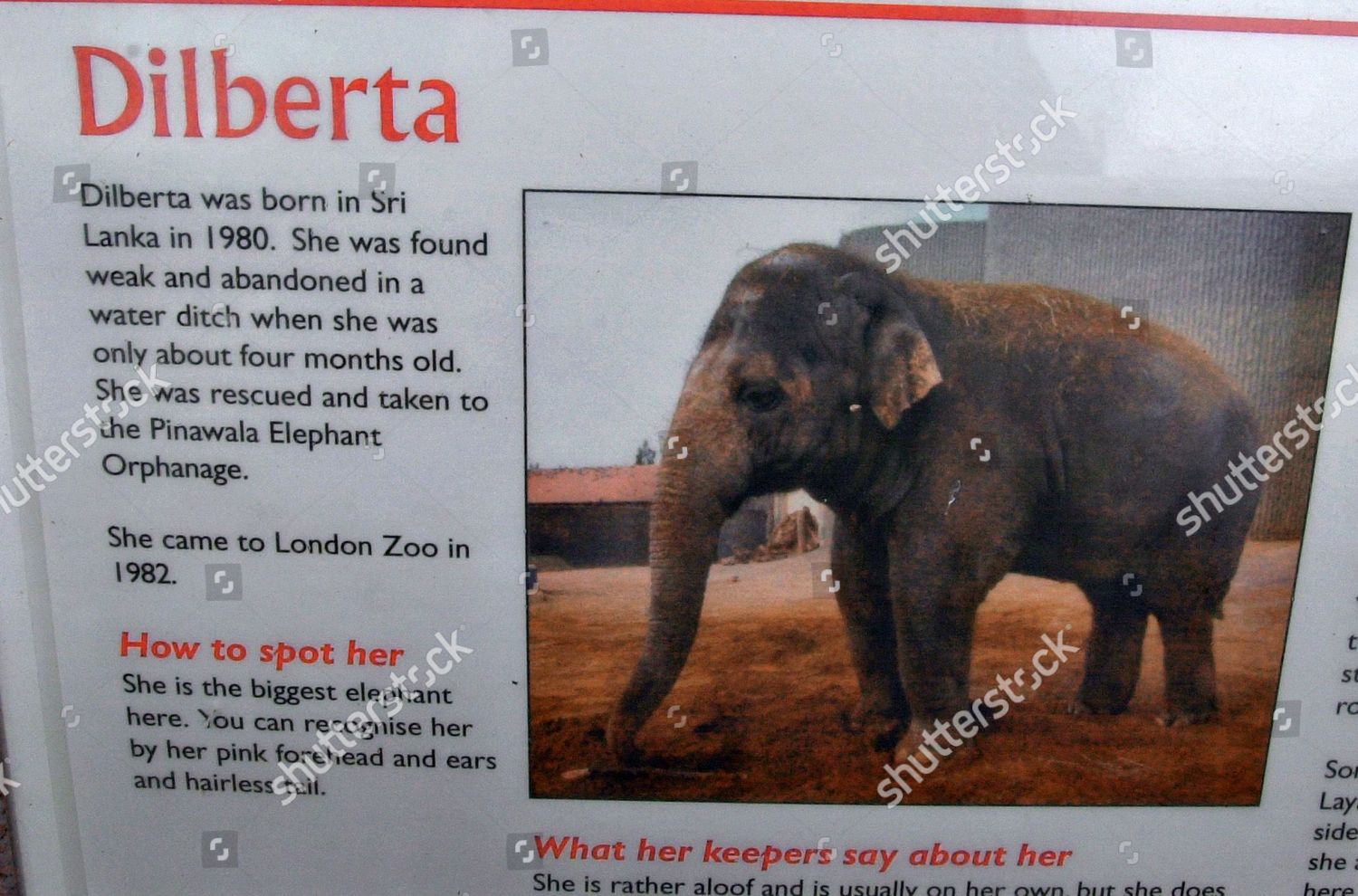 One Three Elephants London Zoo Where Editorial Stock Photo - Stock