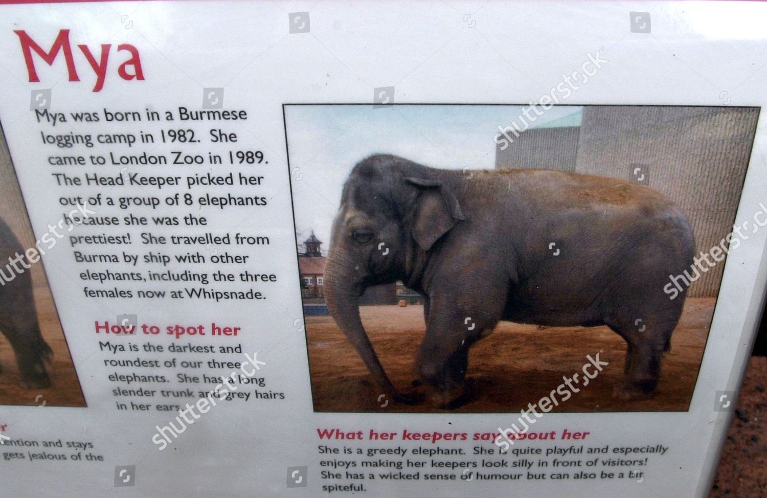 One Three Elephants London Zoo Where Editorial Stock Photo - Stock