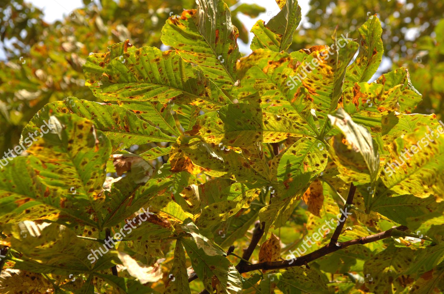 Signs Disease On Horse Chestnut Trees Editorial Stock Photo Stock