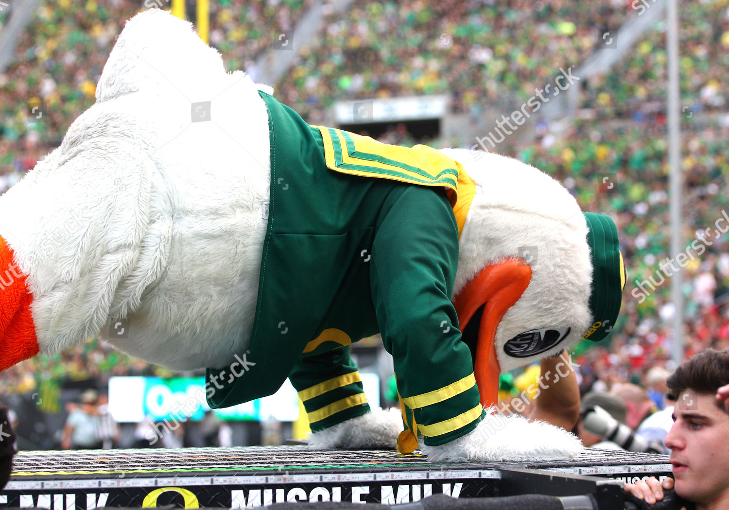 Oregon Duck Gets His Pushups After Editorial Stock Photo - Stock Image ...