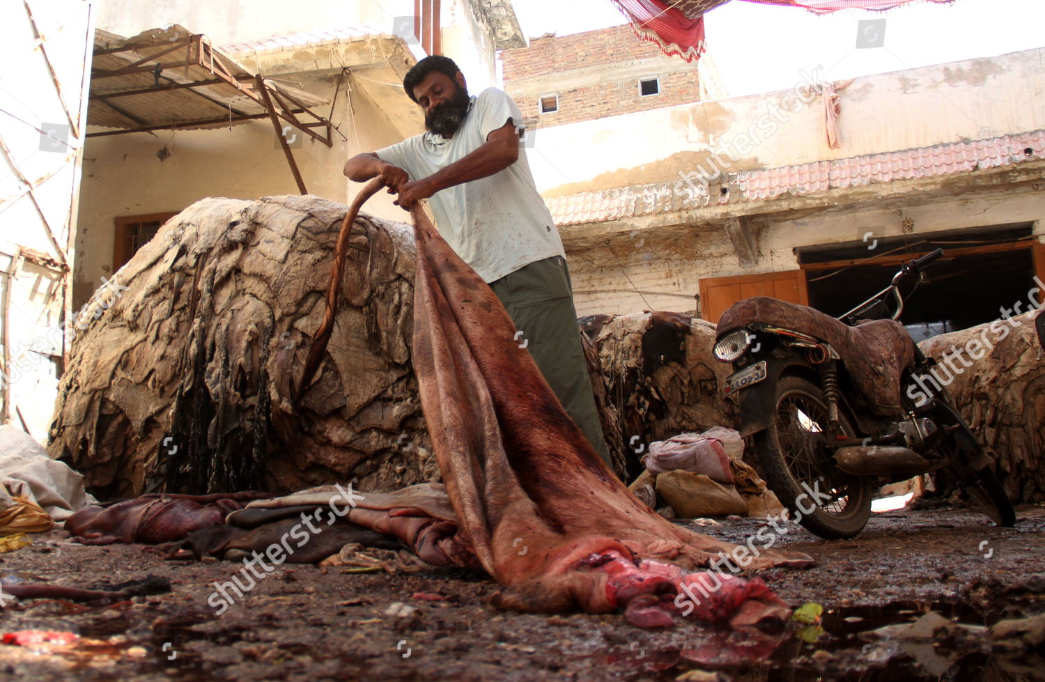 Pakistani Laborers Collect Animal Skin Be Editorial Stock Photo - Stock  Image | Shutterstock