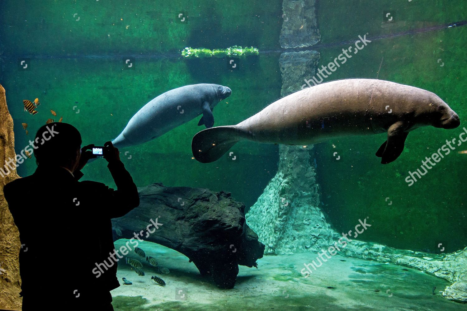 Two African Manatees Swim Basin Wroclaws Editorial Stock Photo - Stock