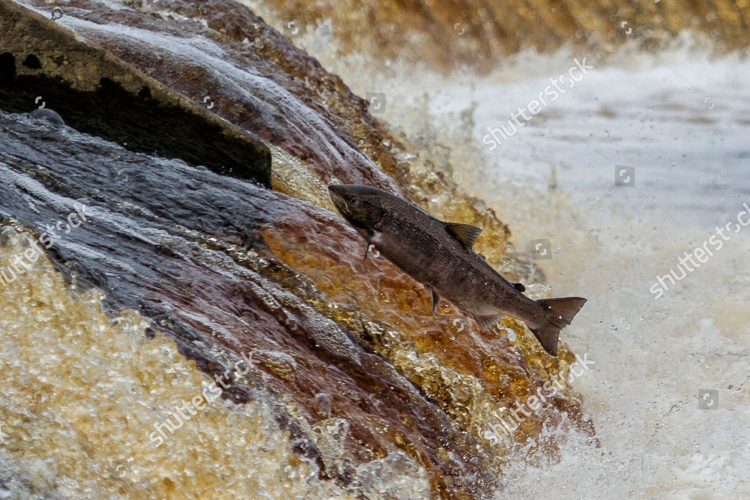 Salmon Jumping Wear On River Tyne Editorial Stock Photo Stock Image