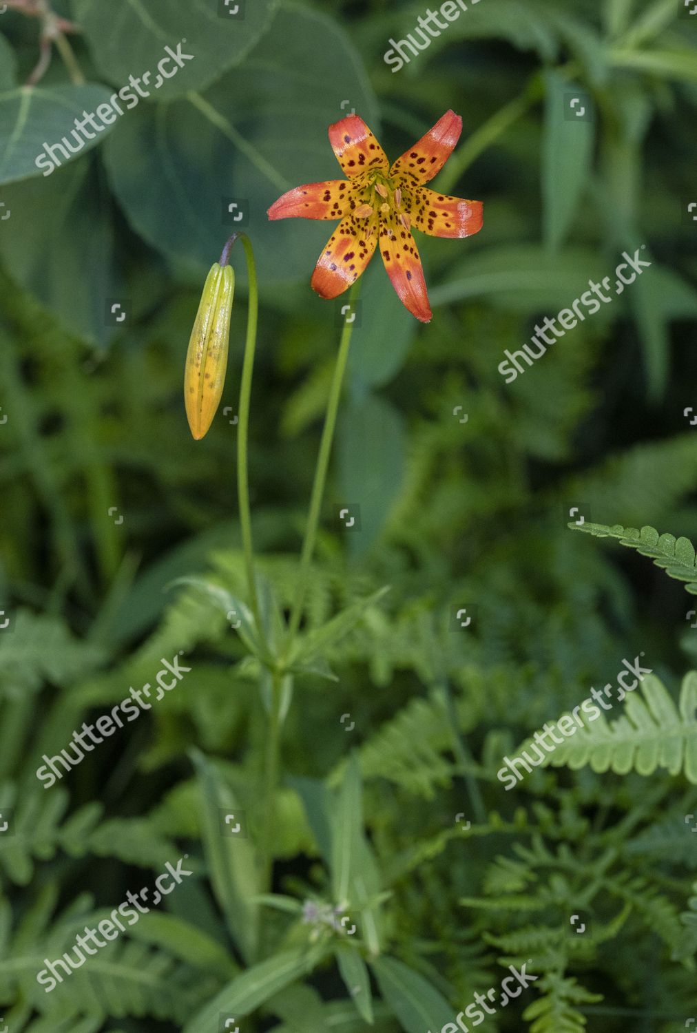 Sierra Tiger Lily Lilium Parvum Flower Editorial Stock Photo - Stock ...