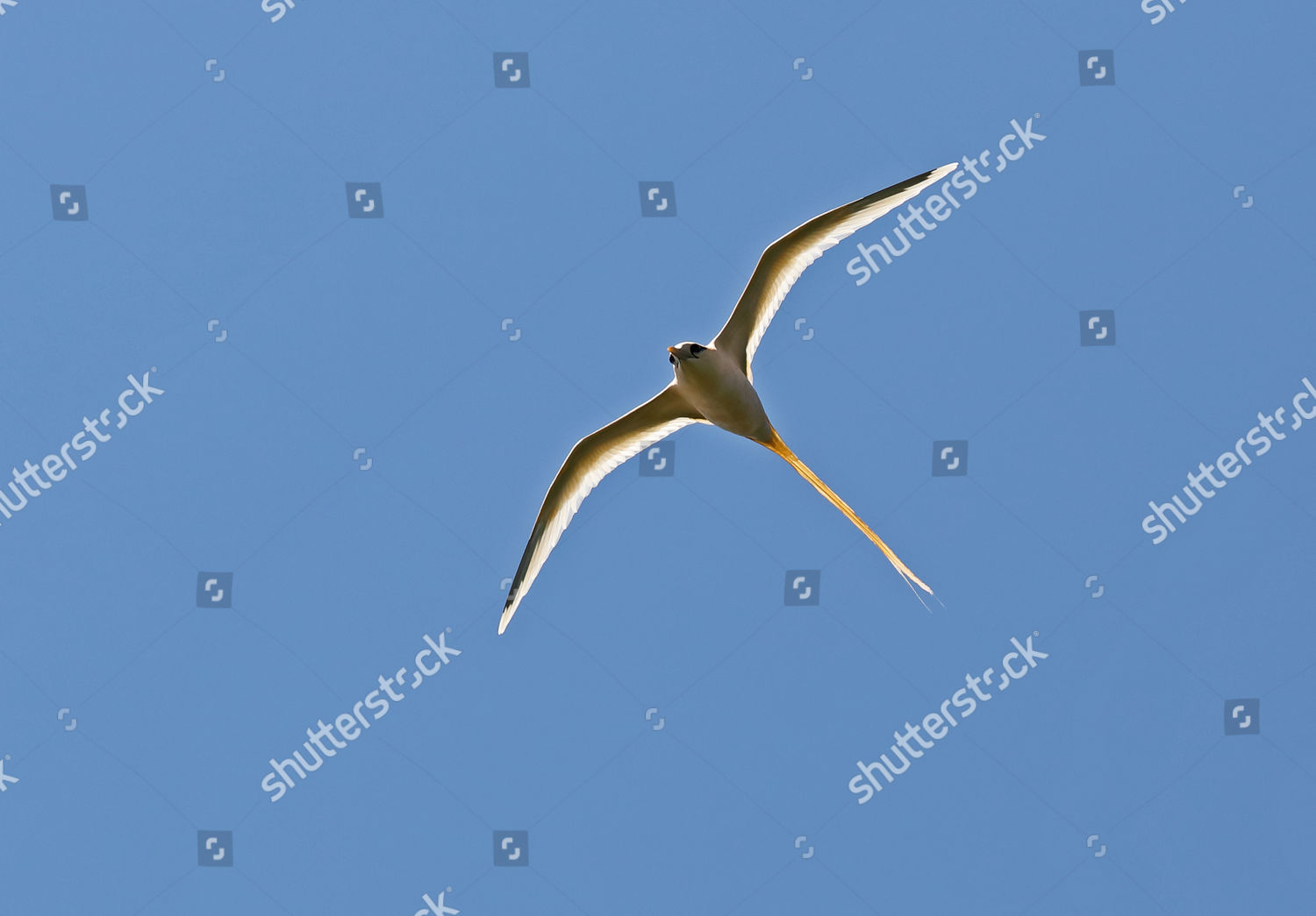 Whitetailed Tropicbird Phaethon Lepturus Fulvus Adult Editorial Stock