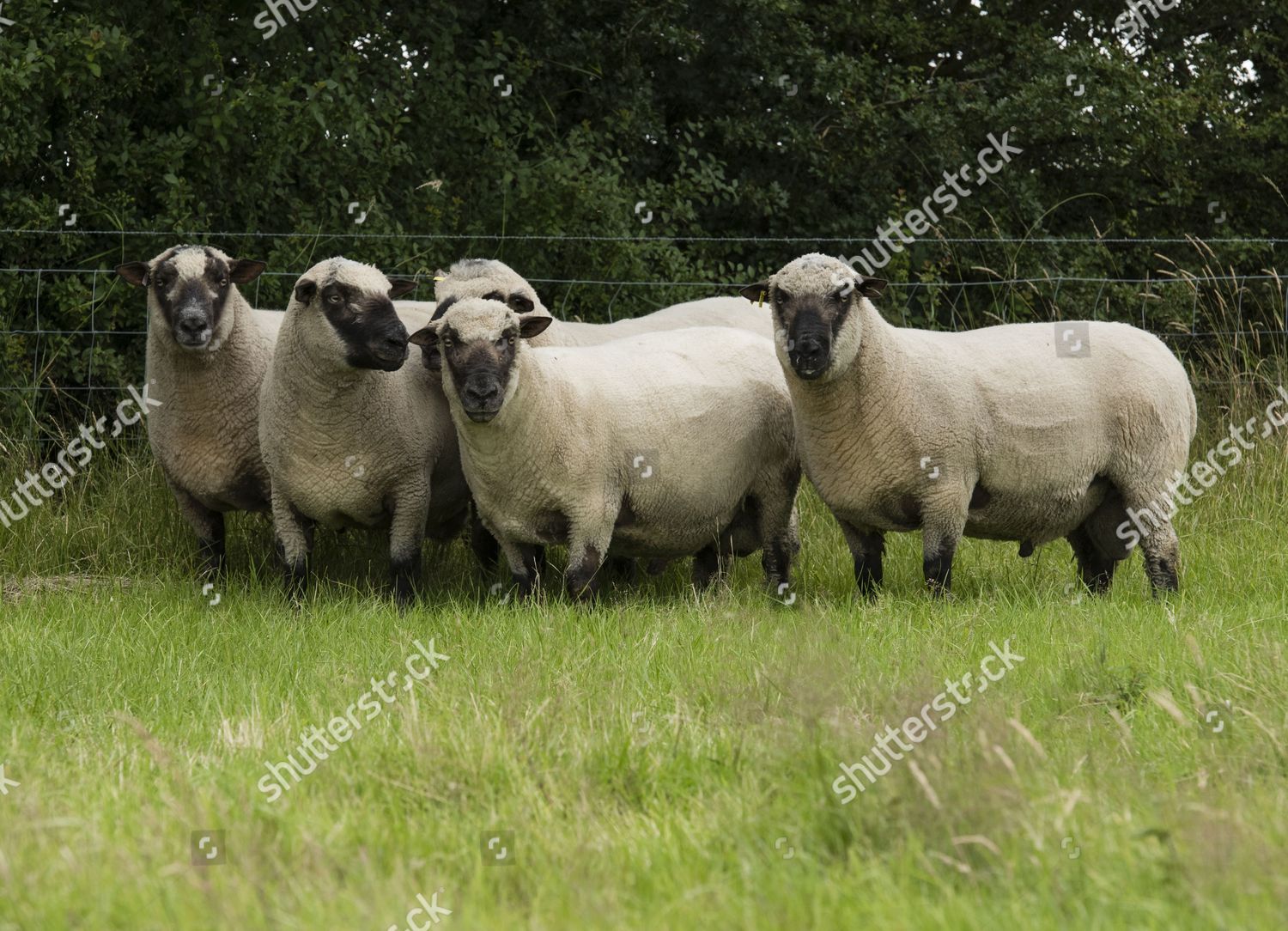 Shropshire Rams Field Near Chester Cheshire Editorial Stock Photo ...