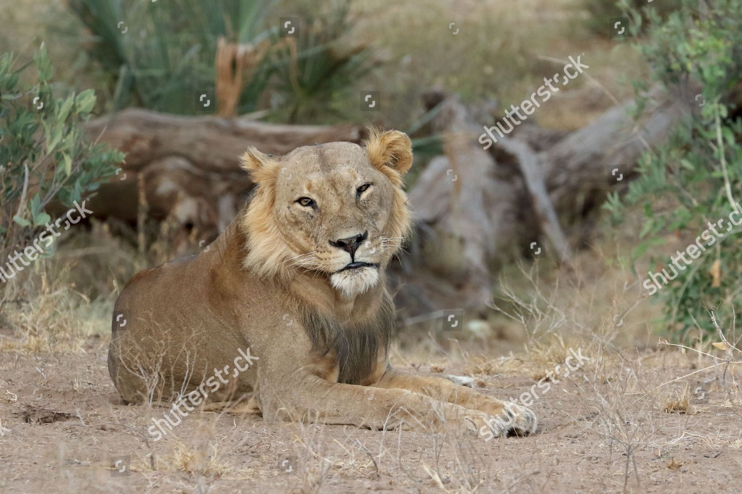 Maneless Male Lion Editorial Stock Photo Stock Image Shutterstock