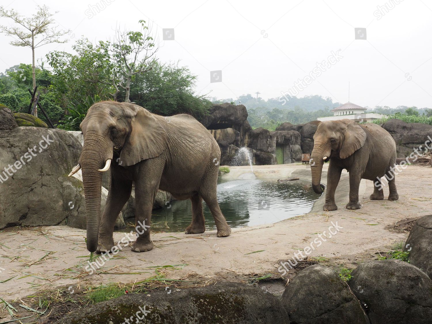 Two Elephants Pictured Their Enclosure Taipei Zoo Editorial Stock Photo Stock Image Shutterstock