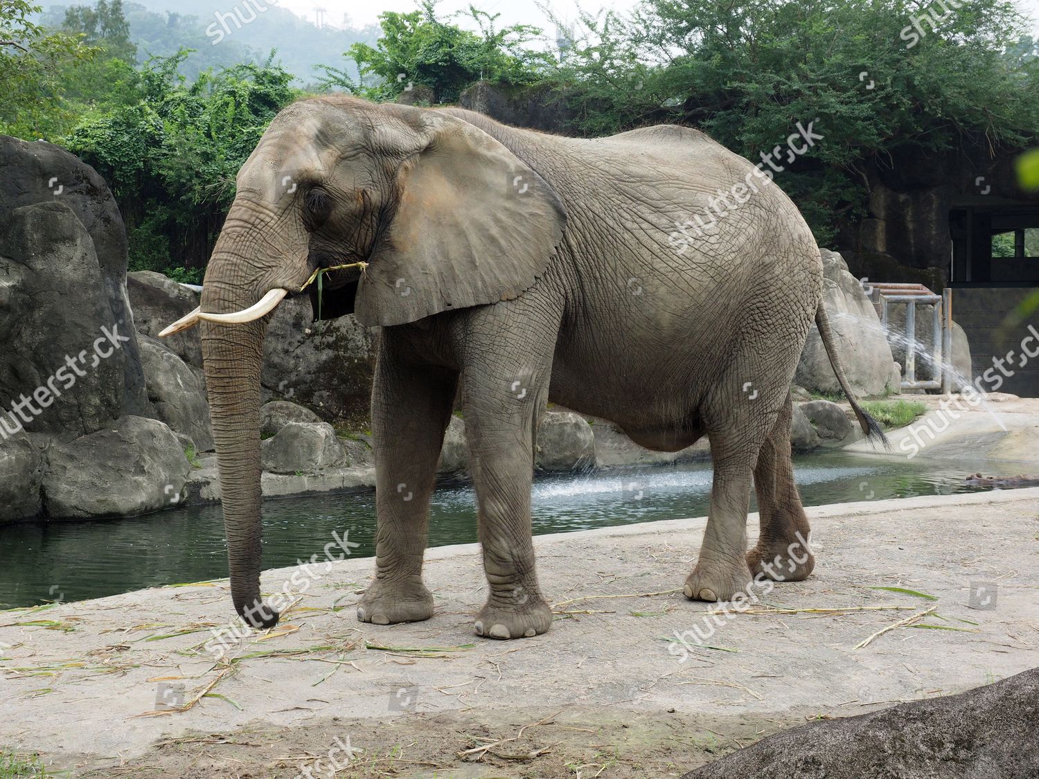 Elephant Pictured Their Enclosure Taipei Zoo Taipei Editorial Stock Photo Stock Image Shutterstock