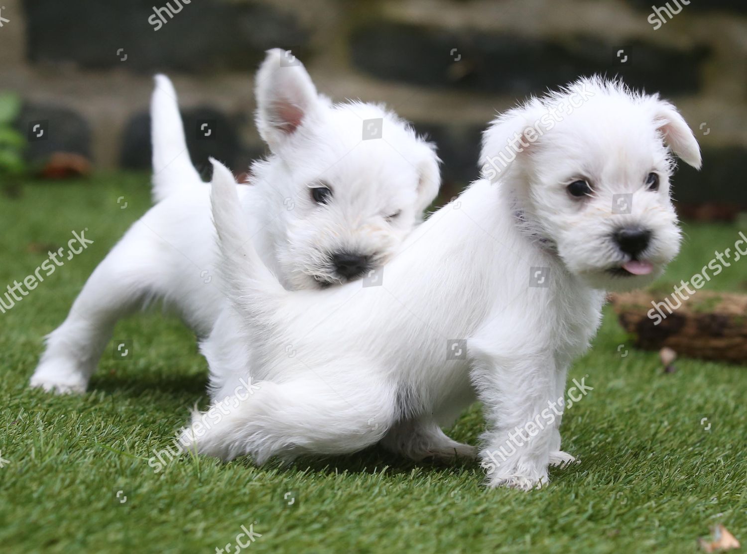 White Miniature Schnauzer Puppies Editorial Stock Photo Stock Image Shutterstock