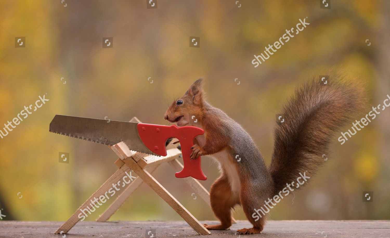 squirrels with chainsaws