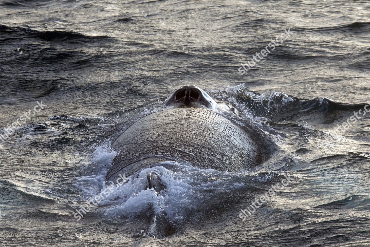 Humpback Whale Editorial Stock Photo - Stock Image | Shutterstock