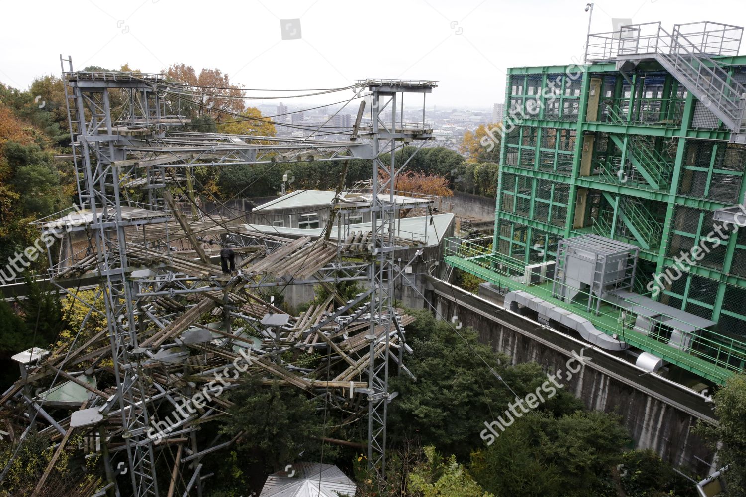 Chimpanzee Seen Outdoors Enclosure Primate Research Institute Editorial Stock Photo Stock Image Shutterstock