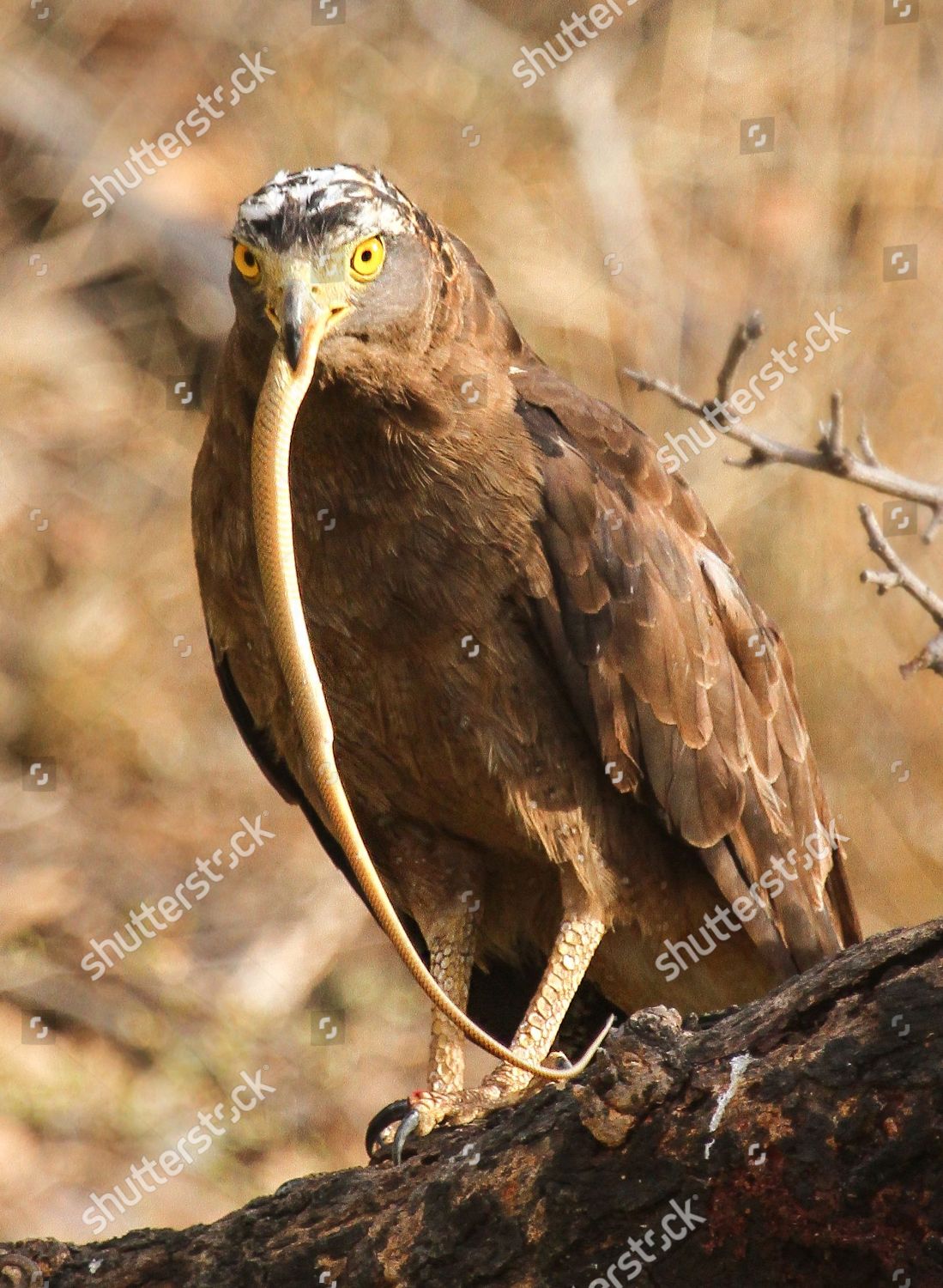 Crested Serpent Eagle Eating Snake Looks Like Editorial