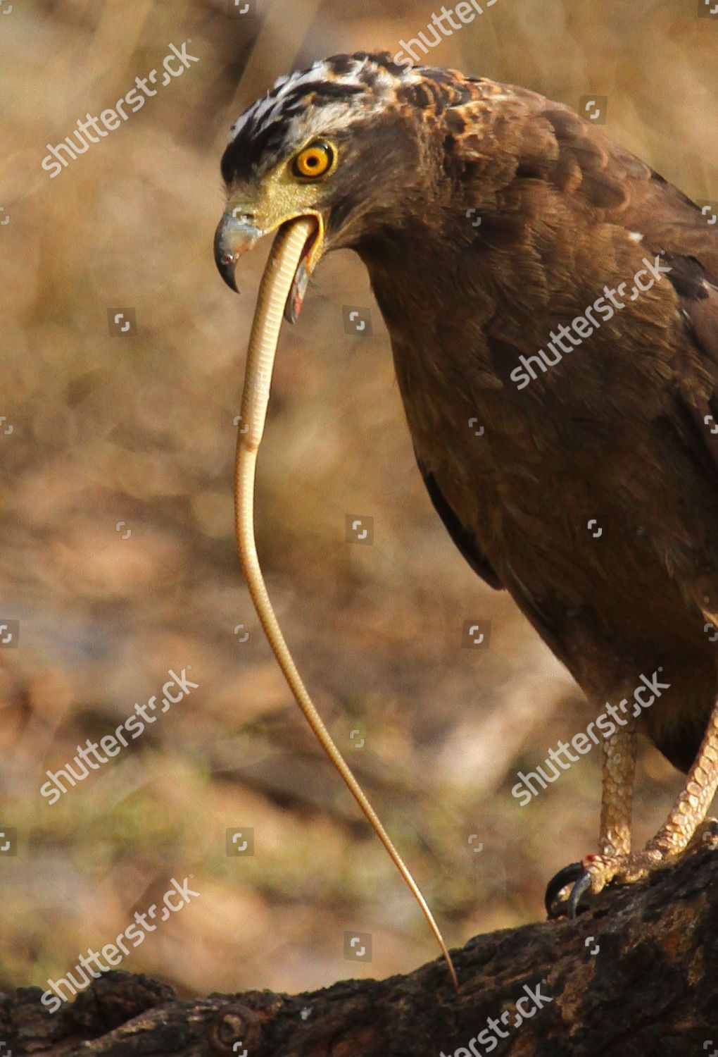 Crested Serpent Eagle Eating Snake Looks Like Editorial