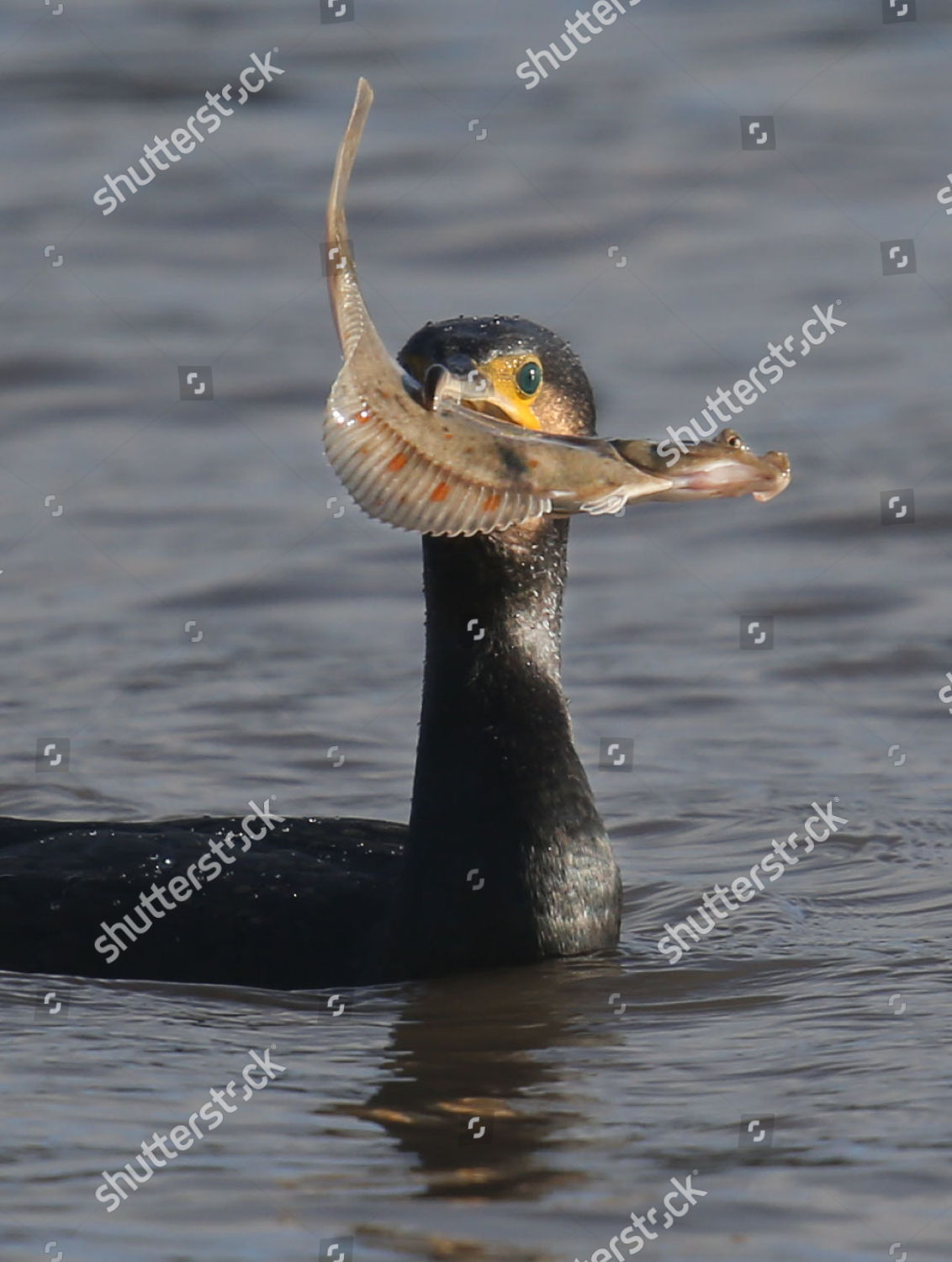 Cormorant Eating Fish Editorial Stock Photo Stock Image Shutterstock