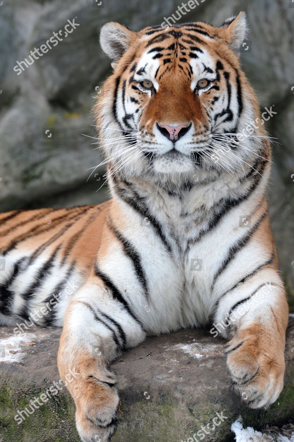 Siberian Tiger Male Called Amur Posing Outdoor Editorial Stock