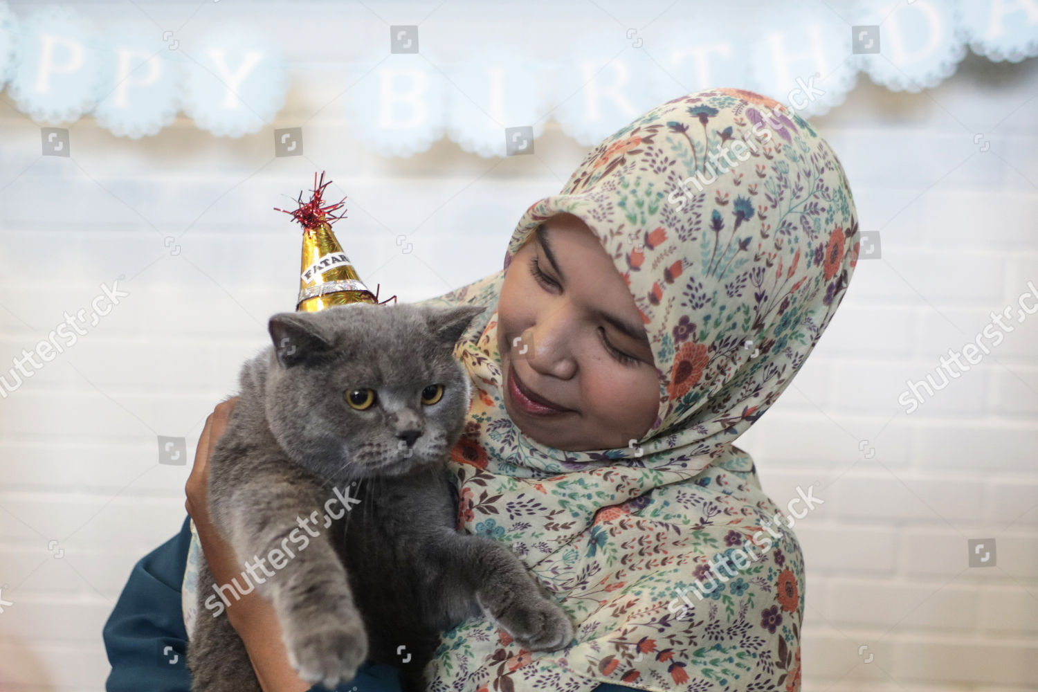 Fan Holds British Short Hair Cat Fatargh Editorial Stock Photo