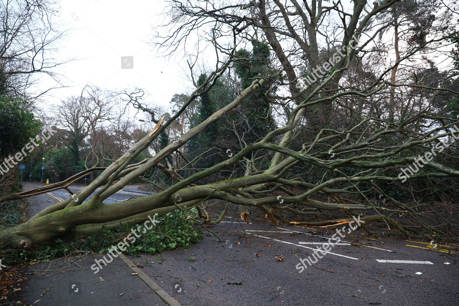 Fallen Tree Blocks Road Harrow North Editorial Stock Photo - Stock ...