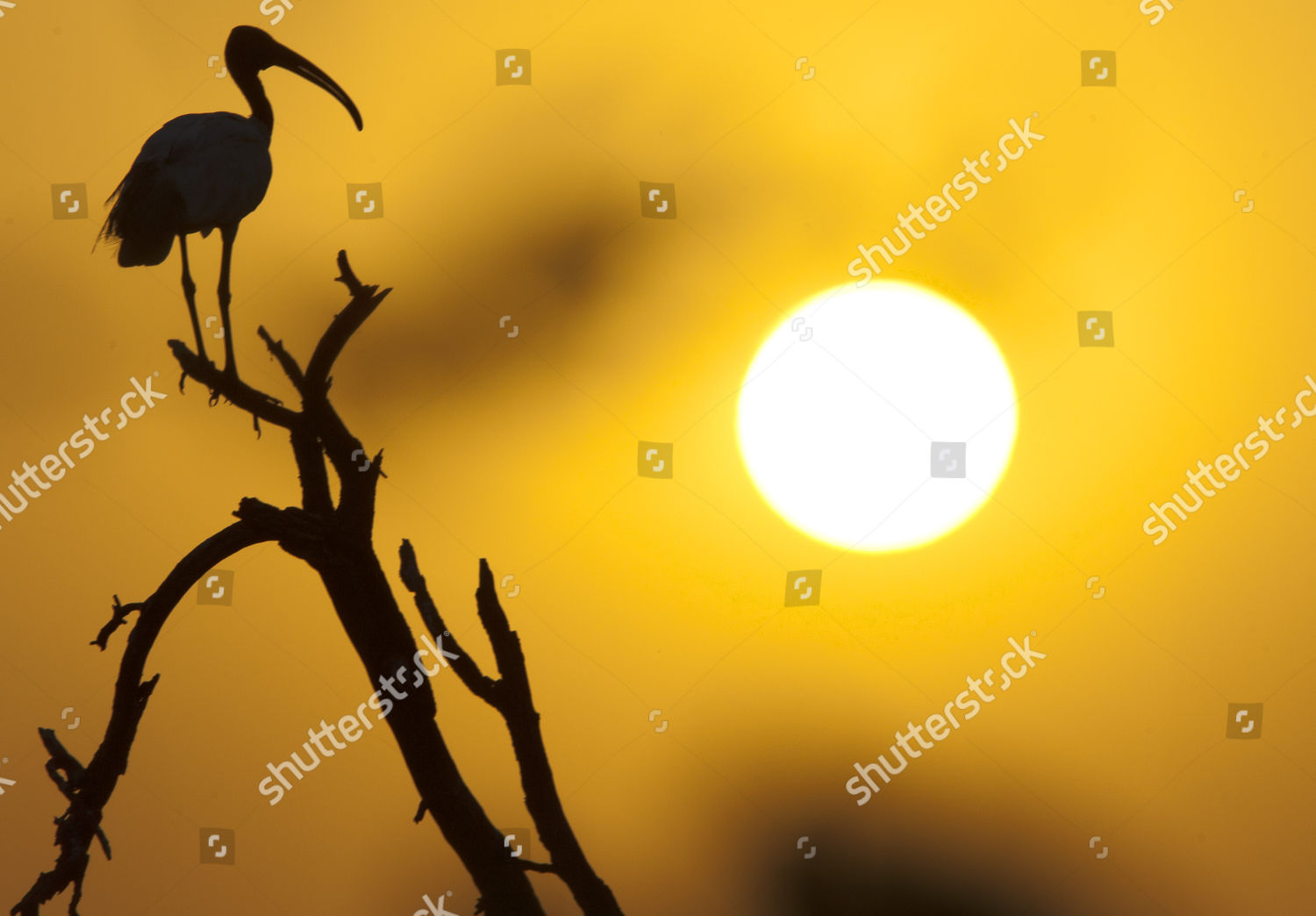 keoladeo-keoladeo-ghana-national-park-previously-editorial-stock-photo