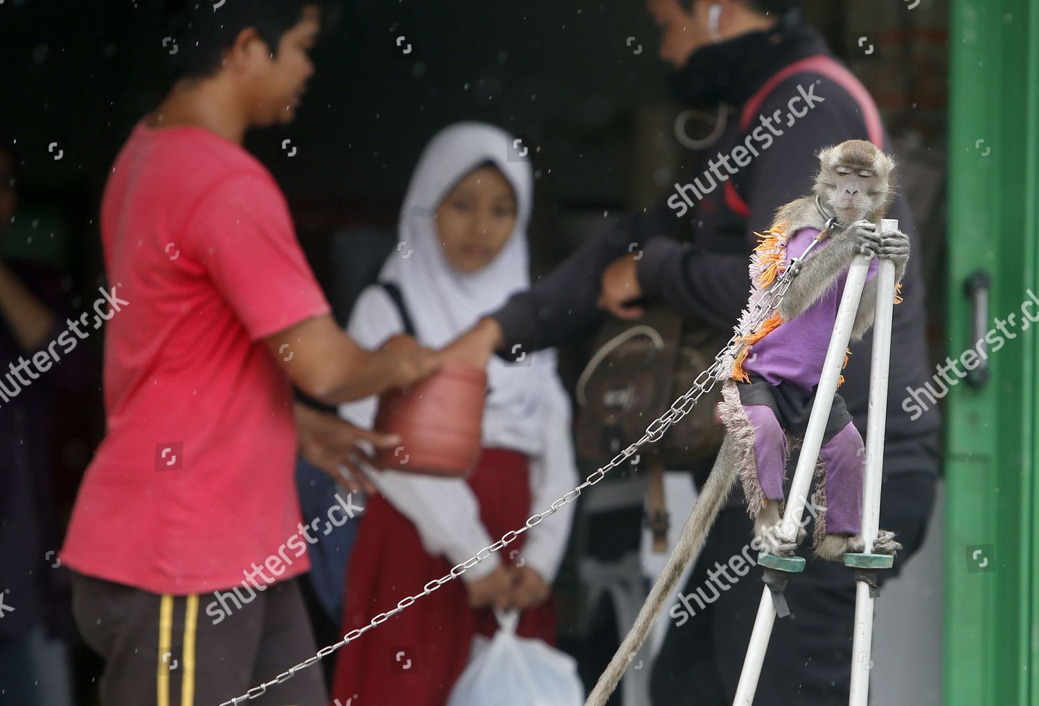 Male Monkey Performs On Stilts During Editorial Stock Photo Stock