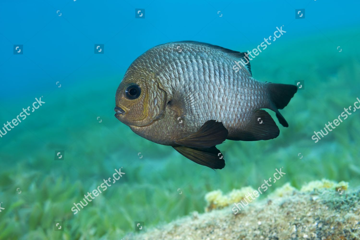 Grey Humbug Dascyllus Marginatus Floats Above Editorial Stock Photo ...