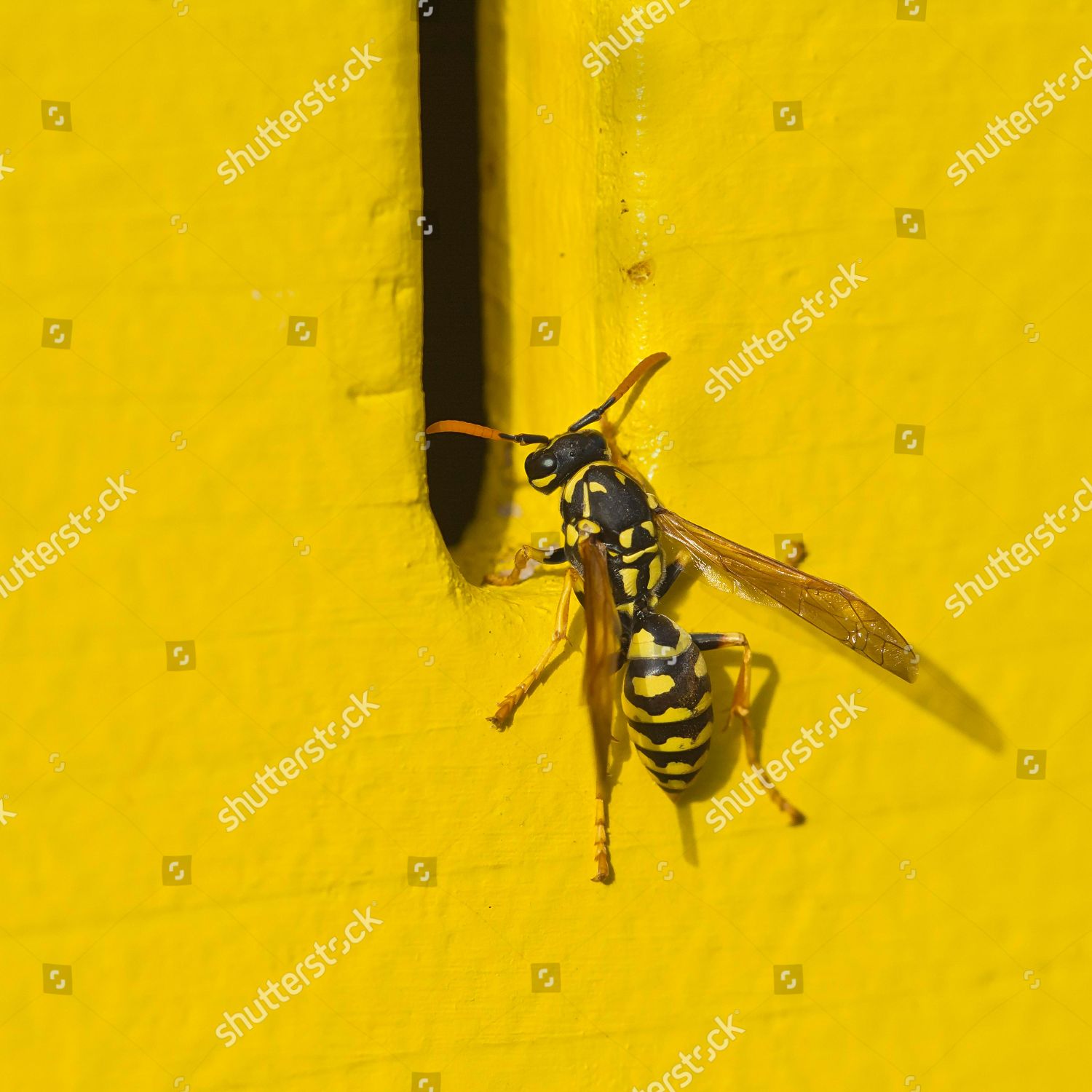 Polistes Dominula French Wasp Polistes Dominula Editorial Stock Photo