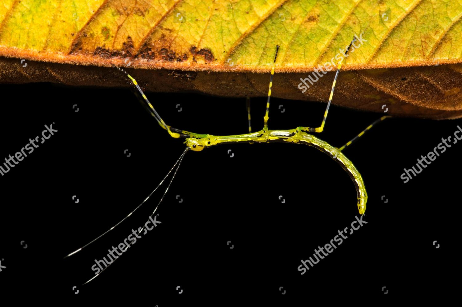 Neotropical Stick Insect Oreophoetes Sp Young Editorial Stock Photo ...