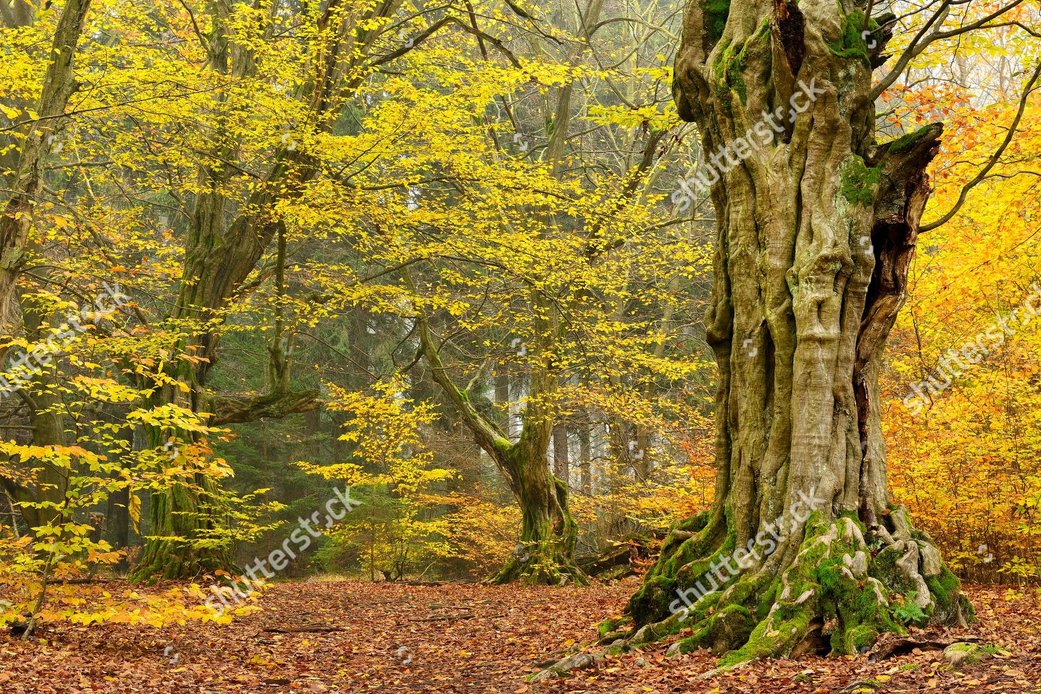 Gnarled Old European Hornbeams Carpinus Betulus Editorial Stock Photo ...