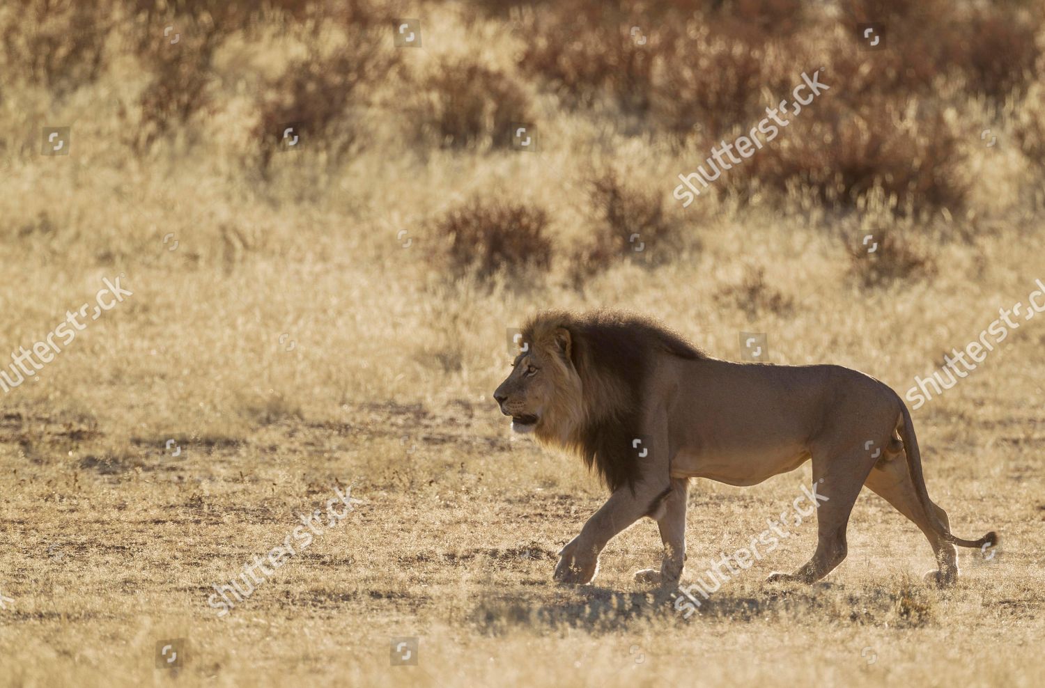 Kalahari Lion Panthera Leo Vernayi Black Maned Male Editorial Stock Photo Stock Image