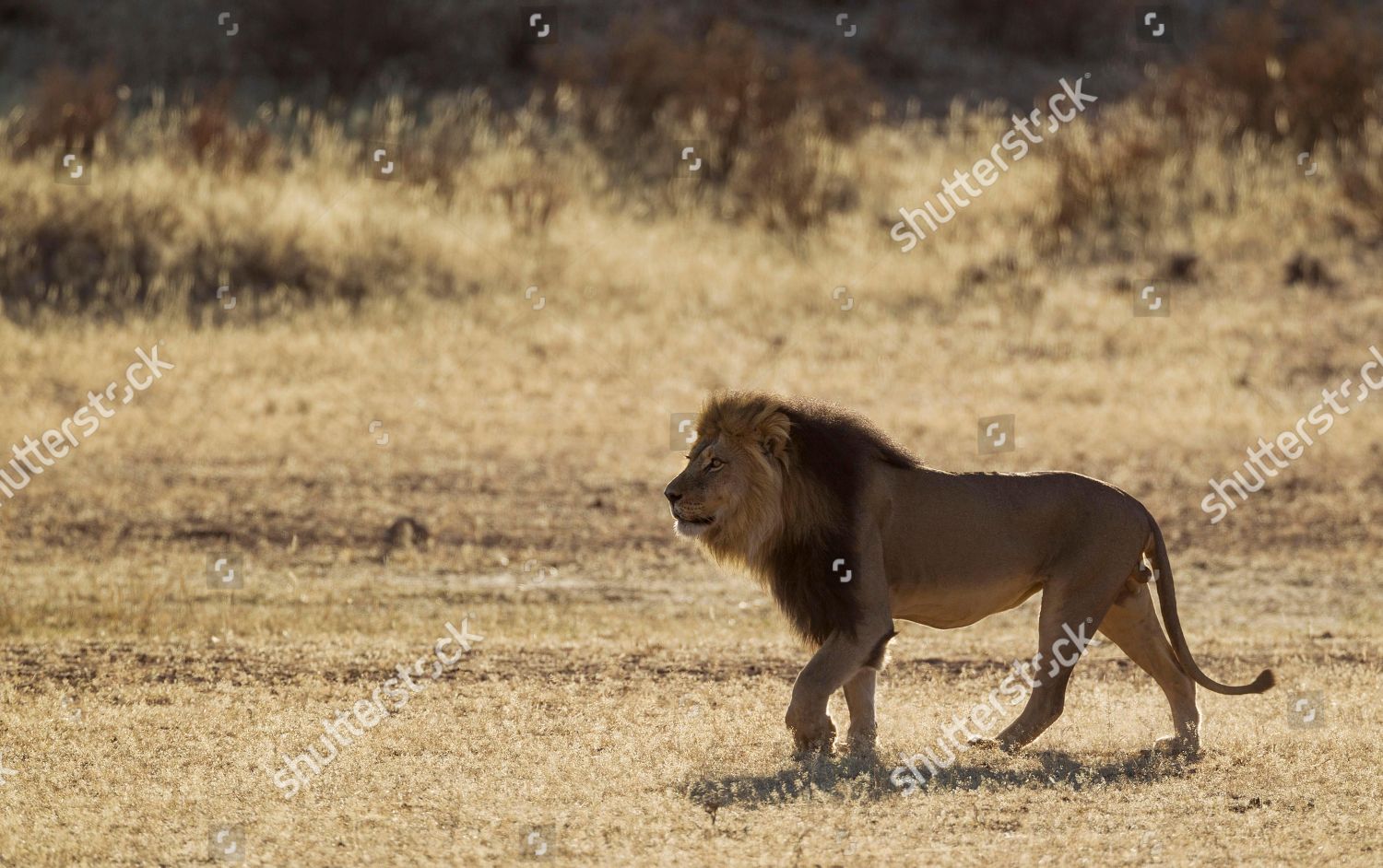 Blackmaned Lion Panthera Leo Vernayi Male Editorial Stock Photo Stock Image Shutterstock