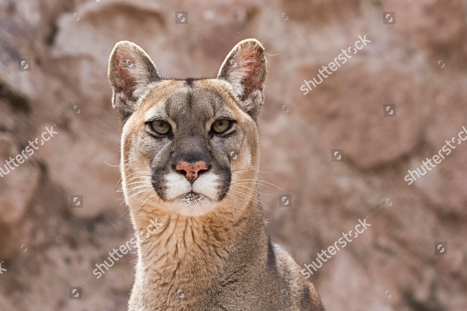 puma des andes puma des andes