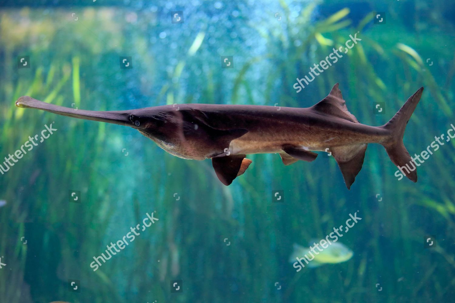 American Paddlefish Polyodon Spathula Adult Swimming Editorial Stock