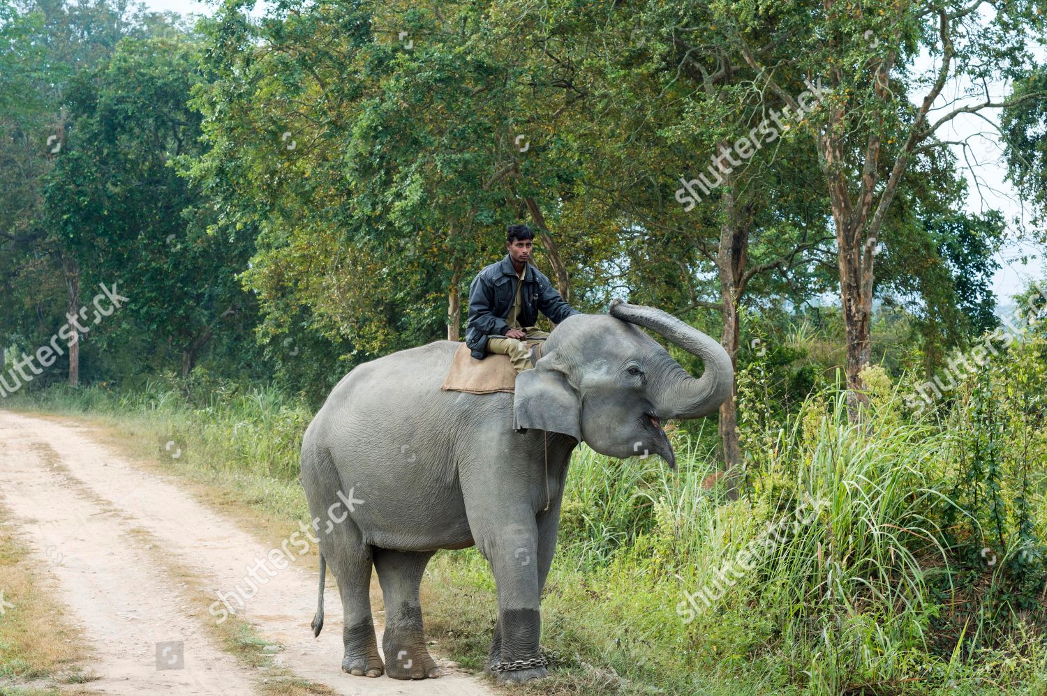 Mahout Riding Indian Elephant Elephas Maximus Editorial Stock Photo ...